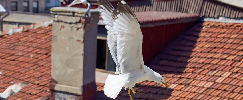 Residential Chimney Animal Removal Solution in Pearl City, HI