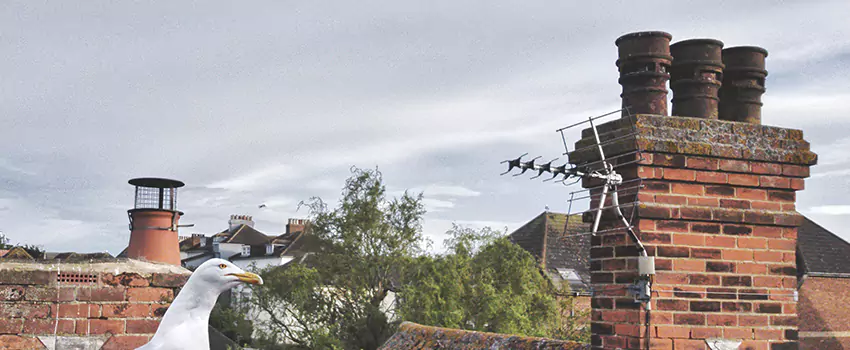 Chimney Cleaning And Restoration in Pearl City, Hawaii